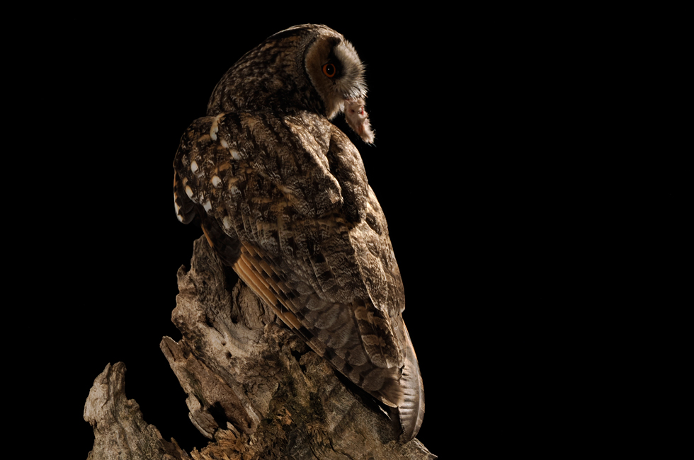 Imagen 15 de la galería de Búho Chico - Long-eared Owl